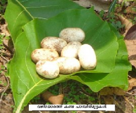 pkd-mutta
