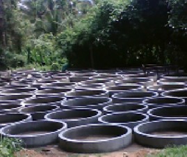 pkd-ring