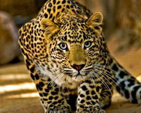 LEOPARD