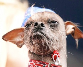 Spe-dog