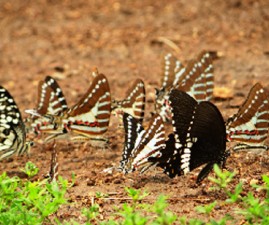 TCR-PARAVA