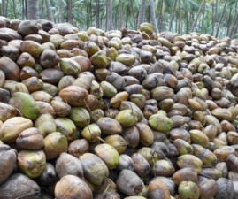 alp-coconut