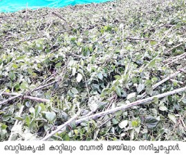 alp-krishi
