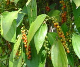 bis-kurumulaku