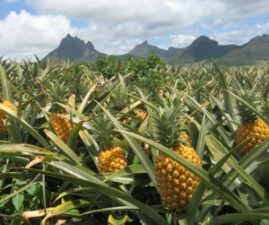 bis-pinapple