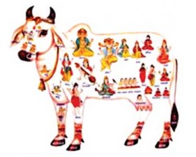 cow