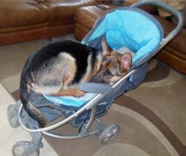 dog