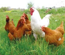 hen