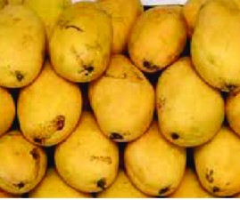 kkd-mango