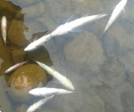knr-fish
