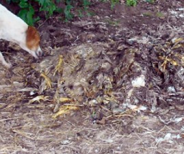 pkd-wastedog