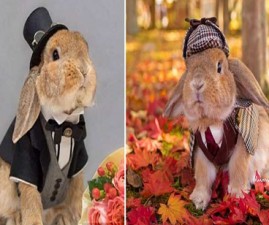 rabit