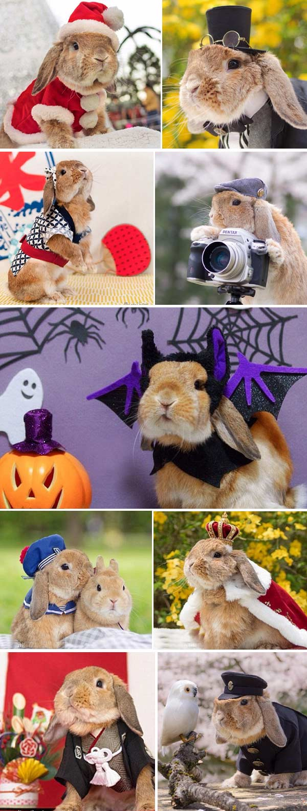 rabit1