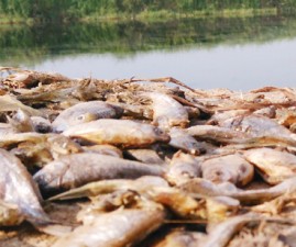 tcr-fish