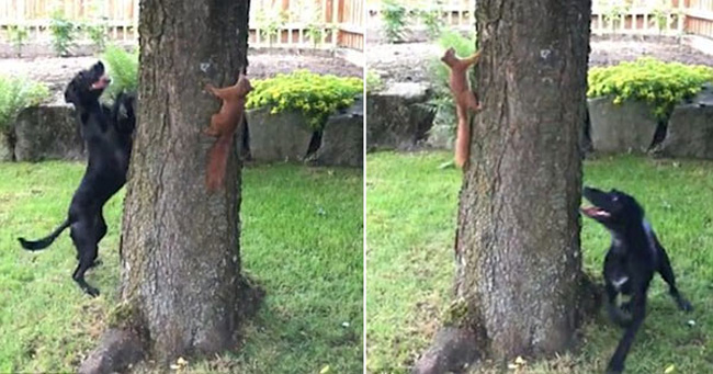 Dog_squirrel01