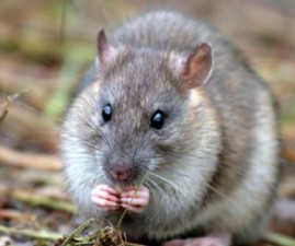 alp-rat