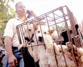 dogchina
