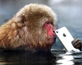 monkey