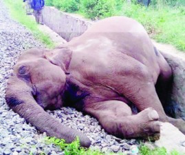 pkd-kattanacharinju