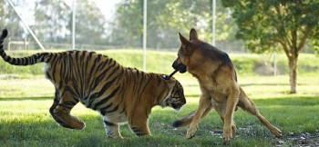 tiger