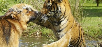tiger 2