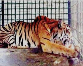 tiger