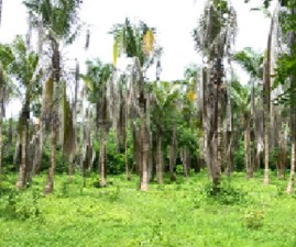 PKD-KRISHI