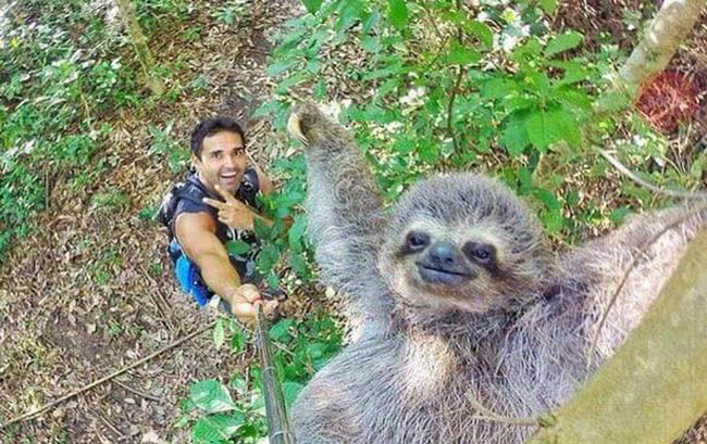 Sloth-selfie
