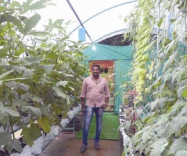 alp-krishi