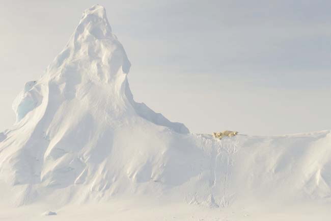 This photo was taken far out on the sea ice in the Davis Straight off the coast of Baffin Island. This mother and her yearling are perched atop a huge snow covered iceberg that got "socked in" when the ocean froze over for the winter. To me, the relative "smallness" of these large creatures when compared to the immensity of the iceberg in the photo represents the precariousness of the polar bear's reliance on the sea and sea ice for its existence. 2016 National Geographic Travel Photographer of the Year WINNERS