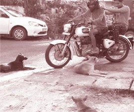 EKM-DOG