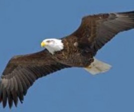 EKM-EAGLE