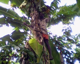 KTM-pazham