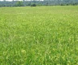 PKD-KRISHI