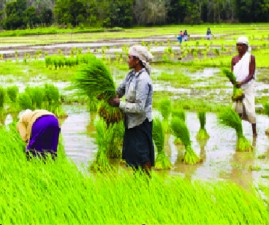 alp-krishi