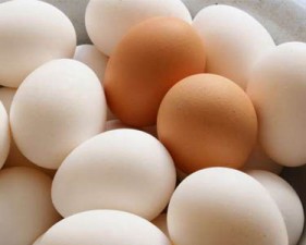 egg