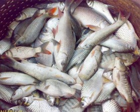 fish