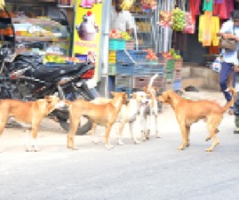 pkd-dog