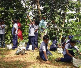 tvm-krishi