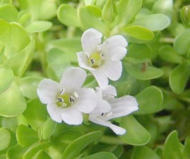 brahmi