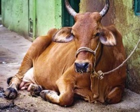 cow maion