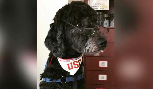 dog 2