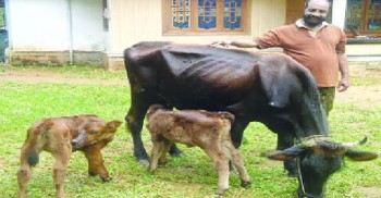 fb-cowsurendran