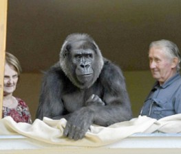 gorilla