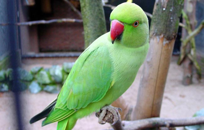 kadu