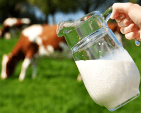 milk