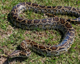 snake