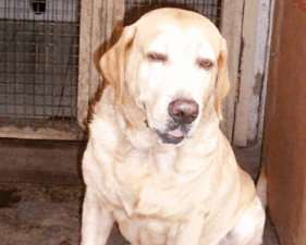 Dog