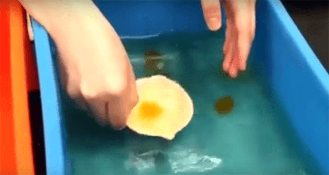 Egg