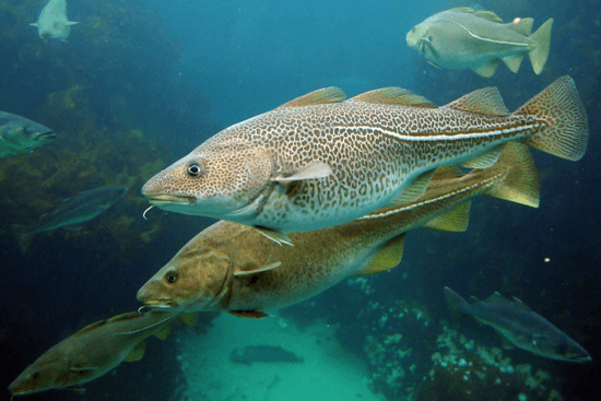 FISH1